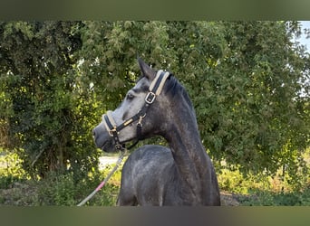 Caballo de deporte alemán, Caballo castrado, 4 años, 166 cm, Tordo