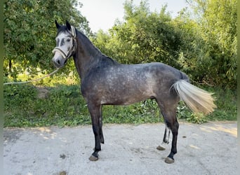 Caballo de deporte alemán, Caballo castrado, 4 años, 166 cm, Tordo