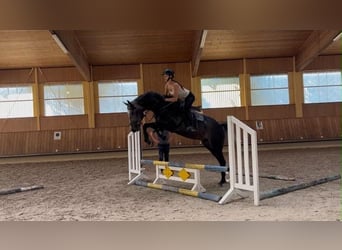 Caballo de deporte alemán, Caballo castrado, 4 años, 166 cm, Tordo