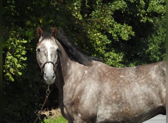 Caballo de deporte alemán, Caballo castrado, 4 años, 166 cm, Tordo