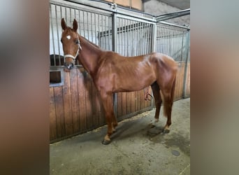 Caballo de deporte alemán, Caballo castrado, 4 años, 167 cm, Alazán