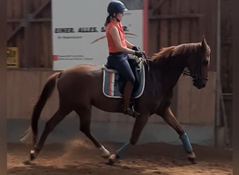 Caballo de deporte alemán, Caballo castrado, 4 años, 167 cm, Alazán