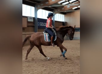 Caballo de deporte alemán, Caballo castrado, 4 años, 167 cm, Alazán