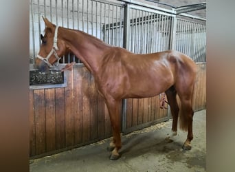 Caballo de deporte alemán, Caballo castrado, 4 años, 167 cm, Alazán