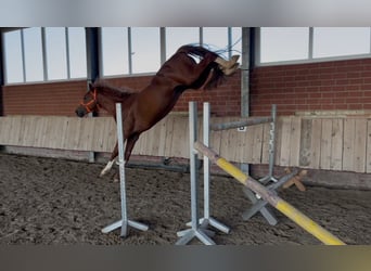 Caballo de deporte alemán, Caballo castrado, 4 años, 167 cm, Alazán