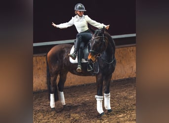 Caballo de deporte alemán, Caballo castrado, 4 años, 167 cm