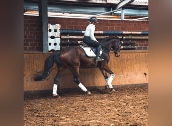 Caballo de deporte alemán, Caballo castrado, 4 años, 167 cm