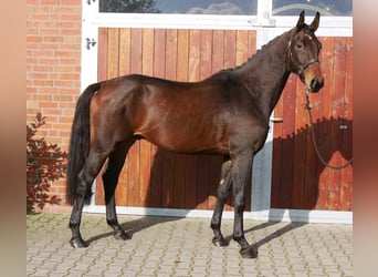 Caballo de deporte alemán, Caballo castrado, 4 años, 167 cm