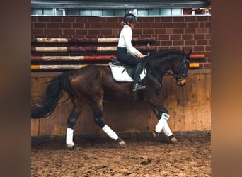 Caballo de deporte alemán, Caballo castrado, 4 años, 167 cm