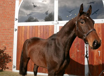 Caballo de deporte alemán, Caballo castrado, 4 años, 167 cm