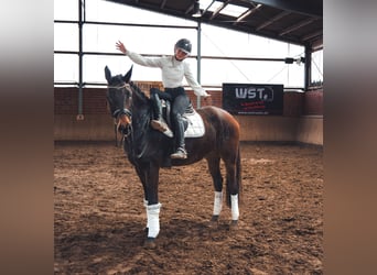 Caballo de deporte alemán, Caballo castrado, 4 años, 167 cm