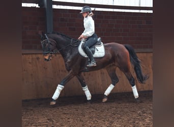 Caballo de deporte alemán, Caballo castrado, 4 años, 167 cm