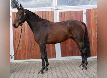 Caballo de deporte alemán, Caballo castrado, 4 años, 167 cm