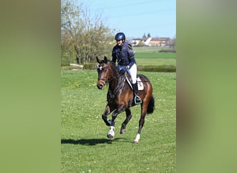 Caballo de deporte alemán, Caballo castrado, 4 años, 167 cm, Castaño