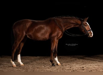 Caballo de deporte alemán, Caballo castrado, 4 años, 167 cm, Castaño