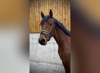 Caballo de deporte alemán, Caballo castrado, 4 años, 167 cm, Castaño