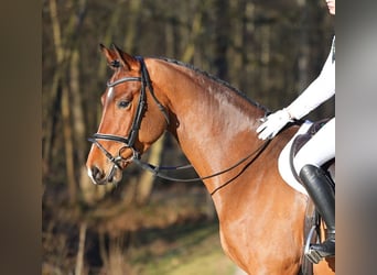 Caballo de deporte alemán, Caballo castrado, 4 años, 167 cm, Castaño