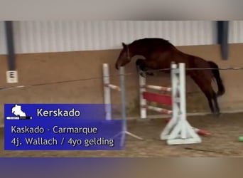 Caballo de deporte alemán, Caballo castrado, 4 años, 167 cm, Castaño