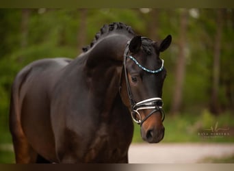 Caballo de deporte alemán, Caballo castrado, 4 años, 167 cm, Castaño oscuro