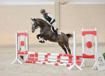 Caballo de deporte alemán, Caballo castrado, 4 años, 167 cm, Tordo