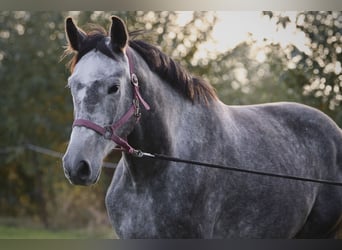 Caballo de deporte alemán, Caballo castrado, 4 años, 167 cm, Tordo rodado