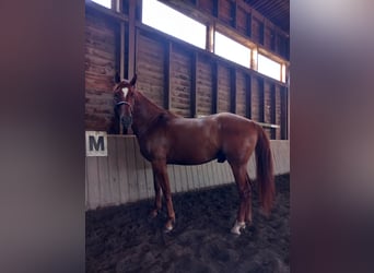 Caballo de deporte alemán, Caballo castrado, 4 años, 168 cm, Alazán