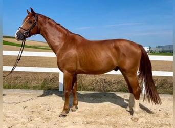 Caballo de deporte alemán, Caballo castrado, 4 años, 168 cm, Alazán