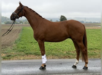 Caballo de deporte alemán, Caballo castrado, 4 años, 168 cm, Alazán