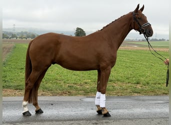 Caballo de deporte alemán, Caballo castrado, 4 años, 168 cm, Alazán