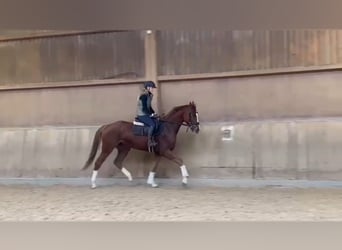 Caballo de deporte alemán, Caballo castrado, 4 años, 168 cm, Alazán