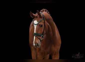 Caballo de deporte alemán, Caballo castrado, 4 años, 168 cm, Alazán