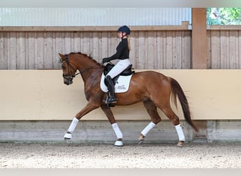 Caballo de deporte alemán, Caballo castrado, 4 años, 168 cm, Alazán