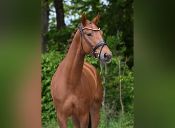Caballo de deporte alemán, Caballo castrado, 4 años, 168 cm, Alazán