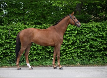 Caballo de deporte alemán, Caballo castrado, 4 años, 168 cm, Alazán