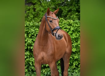 Caballo de deporte alemán, Caballo castrado, 4 años, 168 cm, Alazán