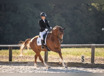 Caballo de deporte alemán, Caballo castrado, 4 años, 168 cm, Alazán