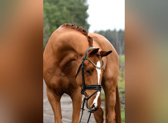 Caballo de deporte alemán, Caballo castrado, 4 años, 168 cm, Alazán