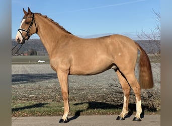 Caballo de deporte alemán, Caballo castrado, 4 años, 168 cm, Alazán