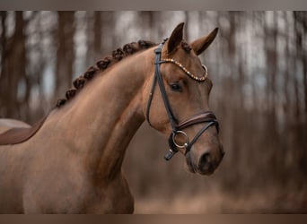 Caballo de deporte alemán, Caballo castrado, 4 años, 168 cm, Alazán-tostado