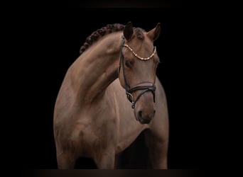 Caballo de deporte alemán, Caballo castrado, 4 años, 168 cm, Alazán-tostado