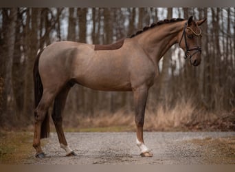 Caballo de deporte alemán, Caballo castrado, 4 años, 168 cm, Alazán-tostado