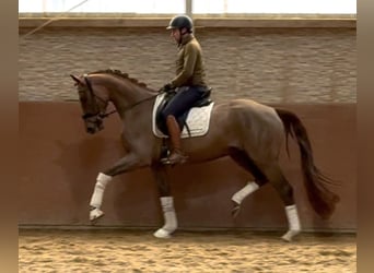 Caballo de deporte alemán, Caballo castrado, 4 años, 168 cm, Alazán-tostado