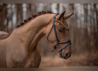 Caballo de deporte alemán, Caballo castrado, 4 años, 168 cm, Alazán-tostado