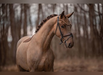 Caballo de deporte alemán, Caballo castrado, 4 años, 168 cm, Alazán-tostado