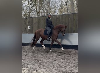 Caballo de deporte alemán, Caballo castrado, 4 años, 168 cm, Alazán-tostado