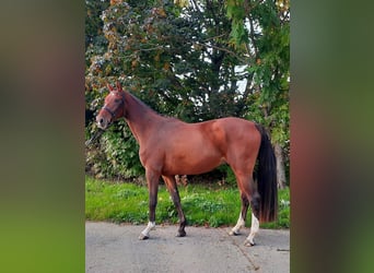 Caballo de deporte alemán, Caballo castrado, 4 años, 168 cm, Castaño