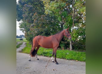Caballo de deporte alemán, Caballo castrado, 4 años, 168 cm, Castaño