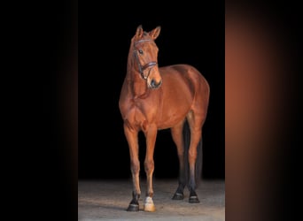 Caballo de deporte alemán, Caballo castrado, 4 años, 168 cm, Castaño