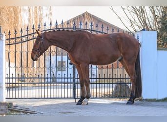 Caballo de deporte alemán, Caballo castrado, 4 años, 168 cm, Castaño