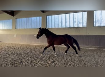 Caballo de deporte alemán, Caballo castrado, 4 años, 168 cm, Castaño